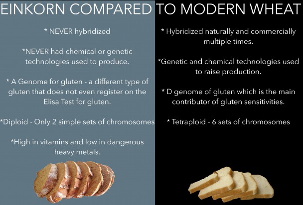 Einkorn compared to modern wheat