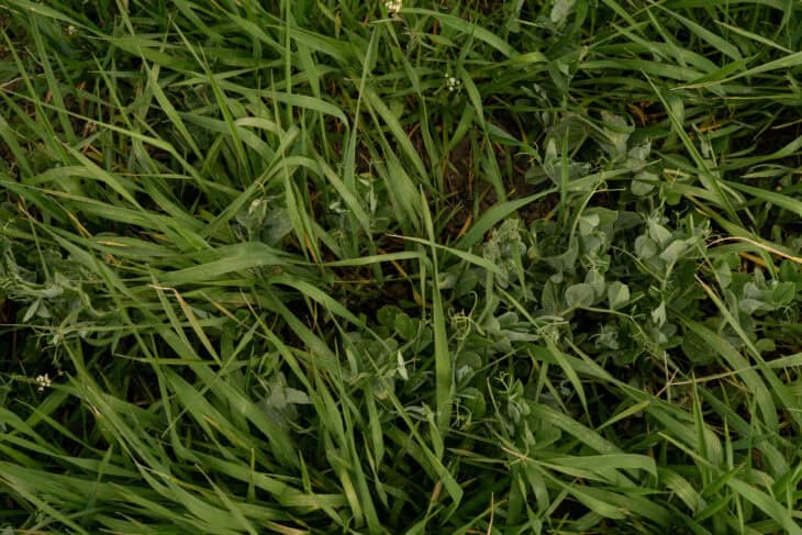 Cover crop of grass and legumes growing together in rich soil