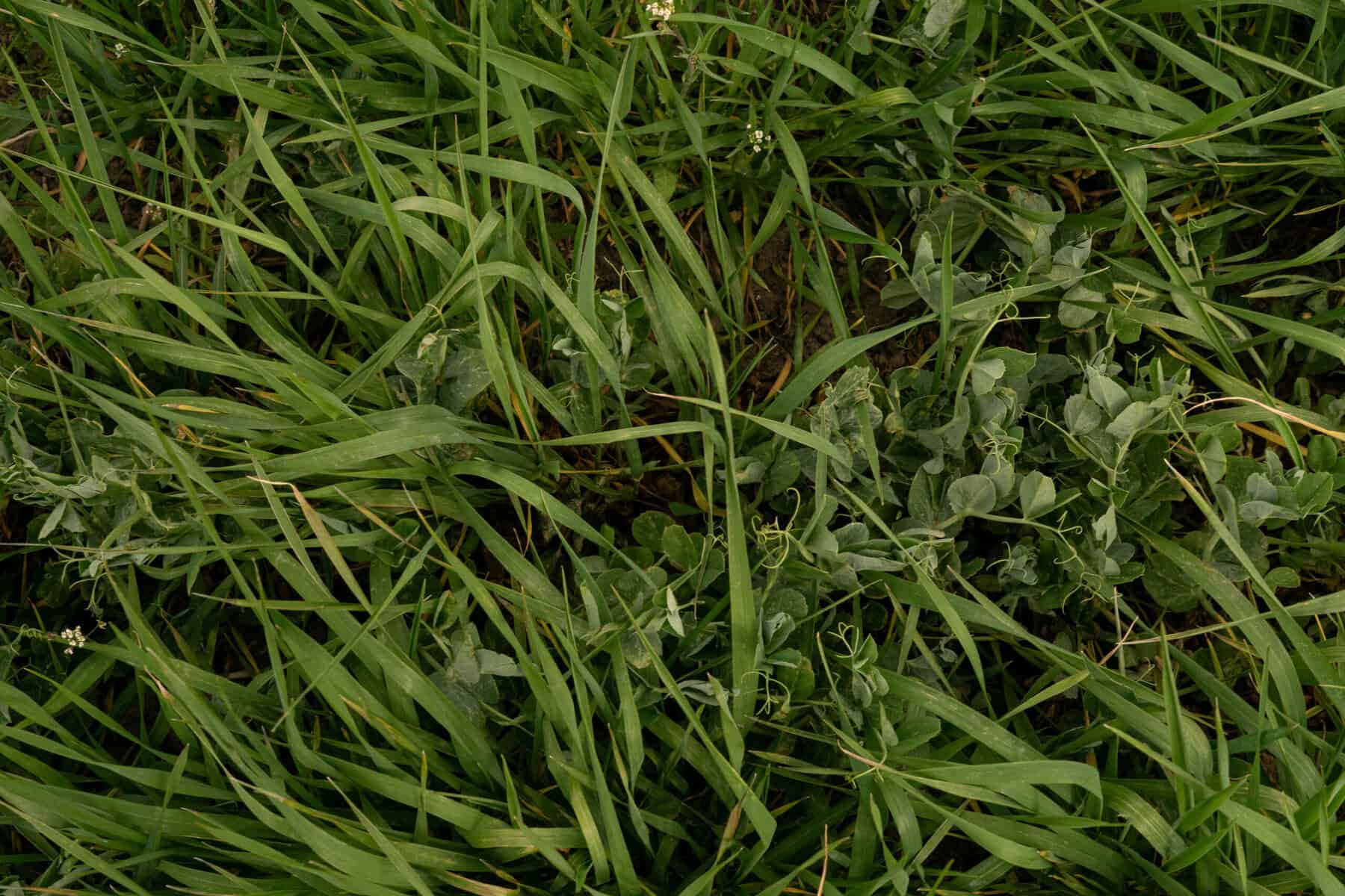 Cover crop of grass and legumes growing together in rich soil