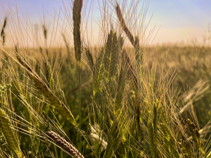 "Einkorn wheat heads ripening in a golden field under a blue sky
