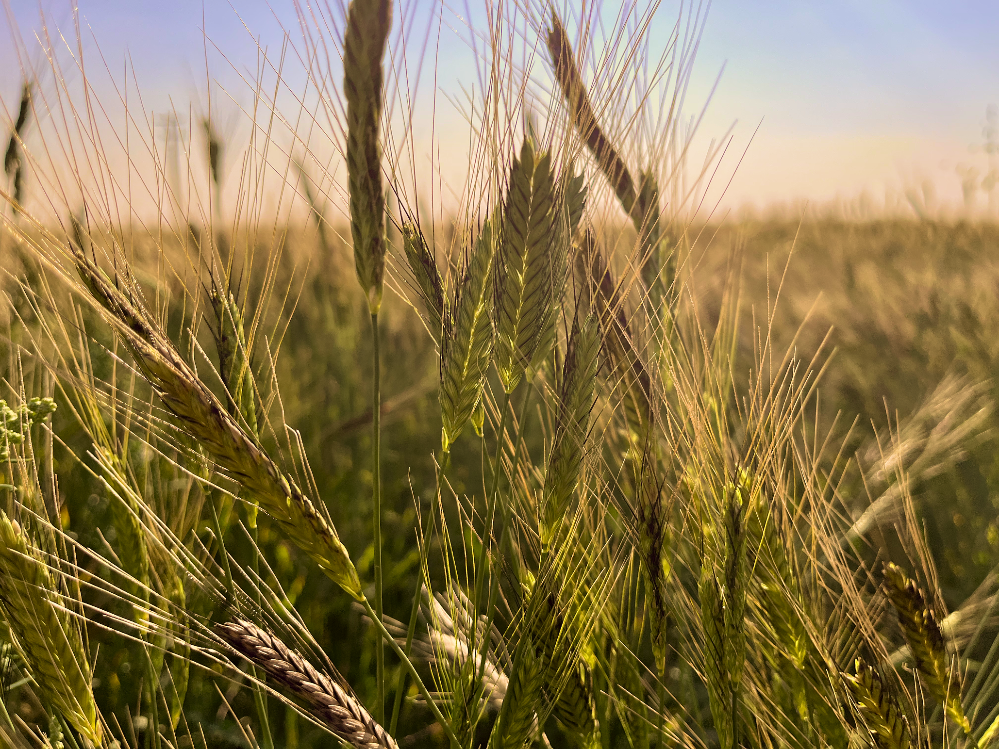 "Einkorn wheat heads ripening in a golden field under a blue sky