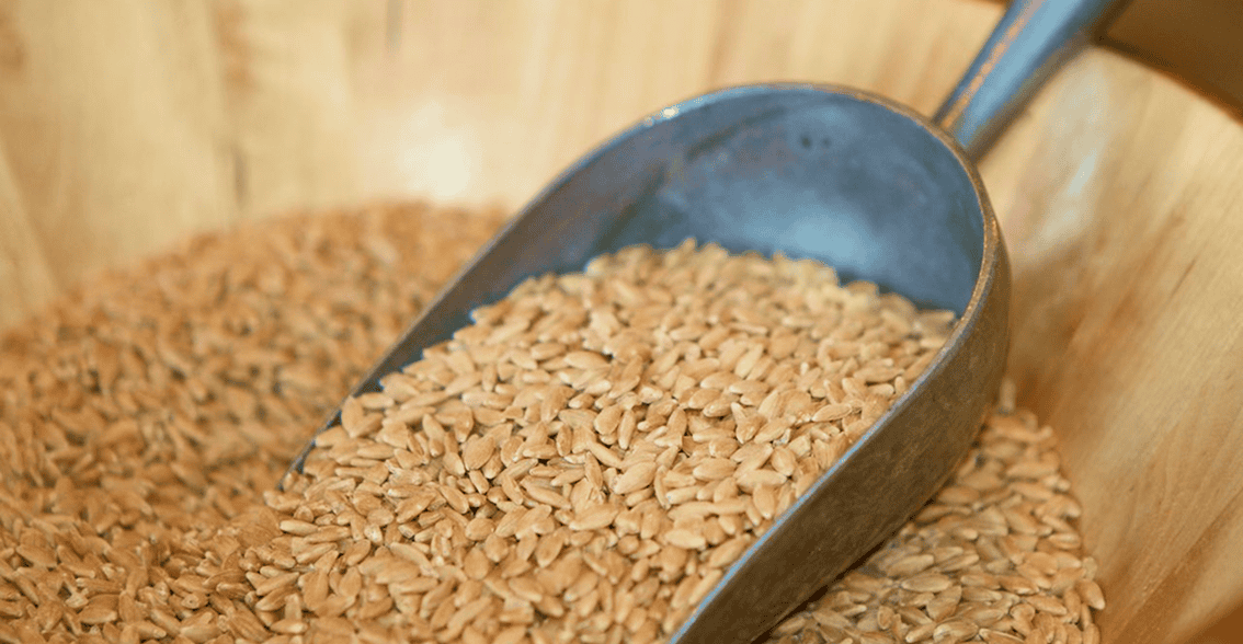 Healthy whole einkorn berries - the best form of einkorn for health - being scooped from a bucket