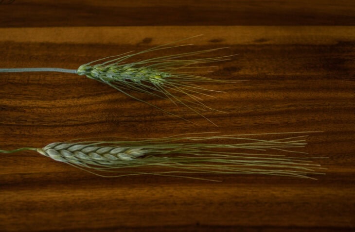 Einkorn wheat head compared to modern wheat head, showing longer awns and looser grain structure