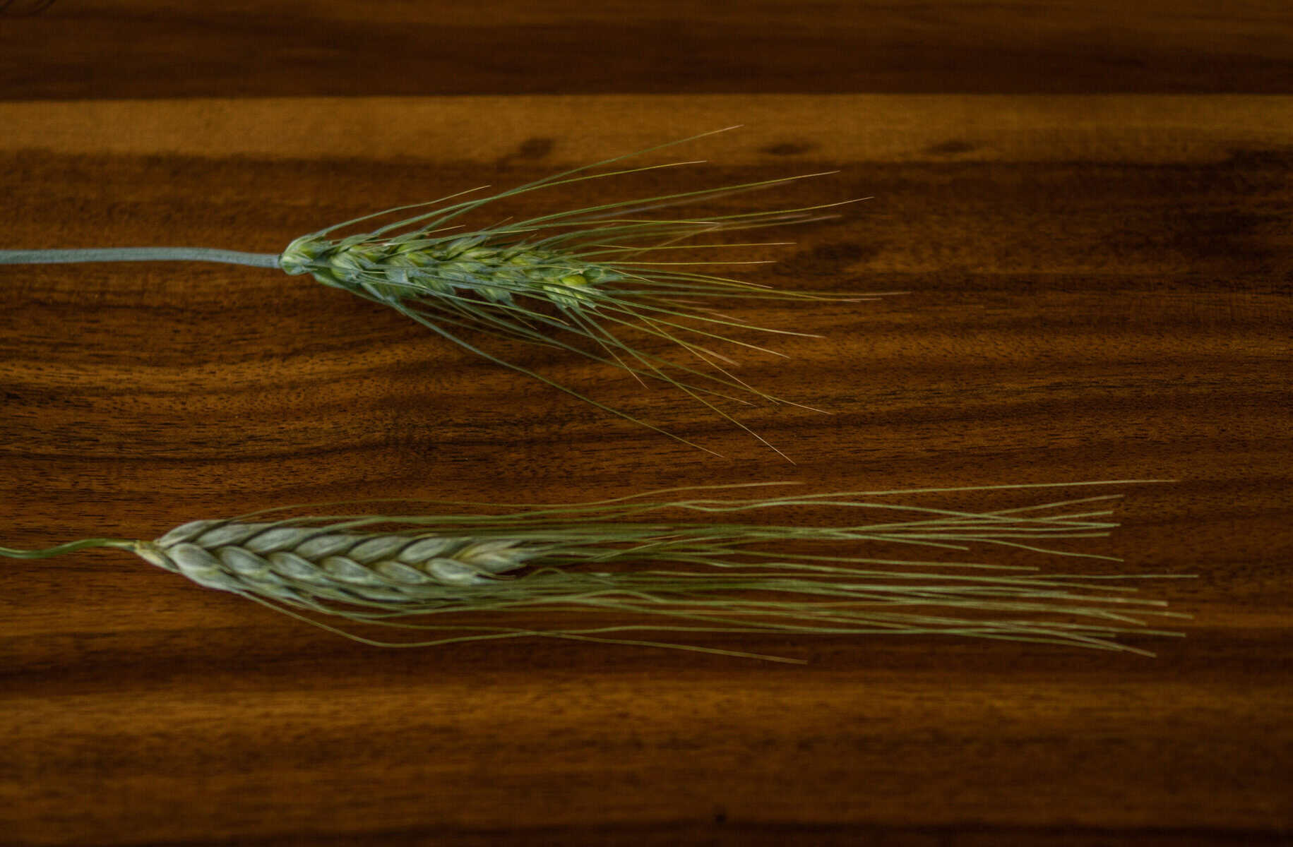Einkorn wheat head compared to modern wheat head, showing longer awns and looser grain structure